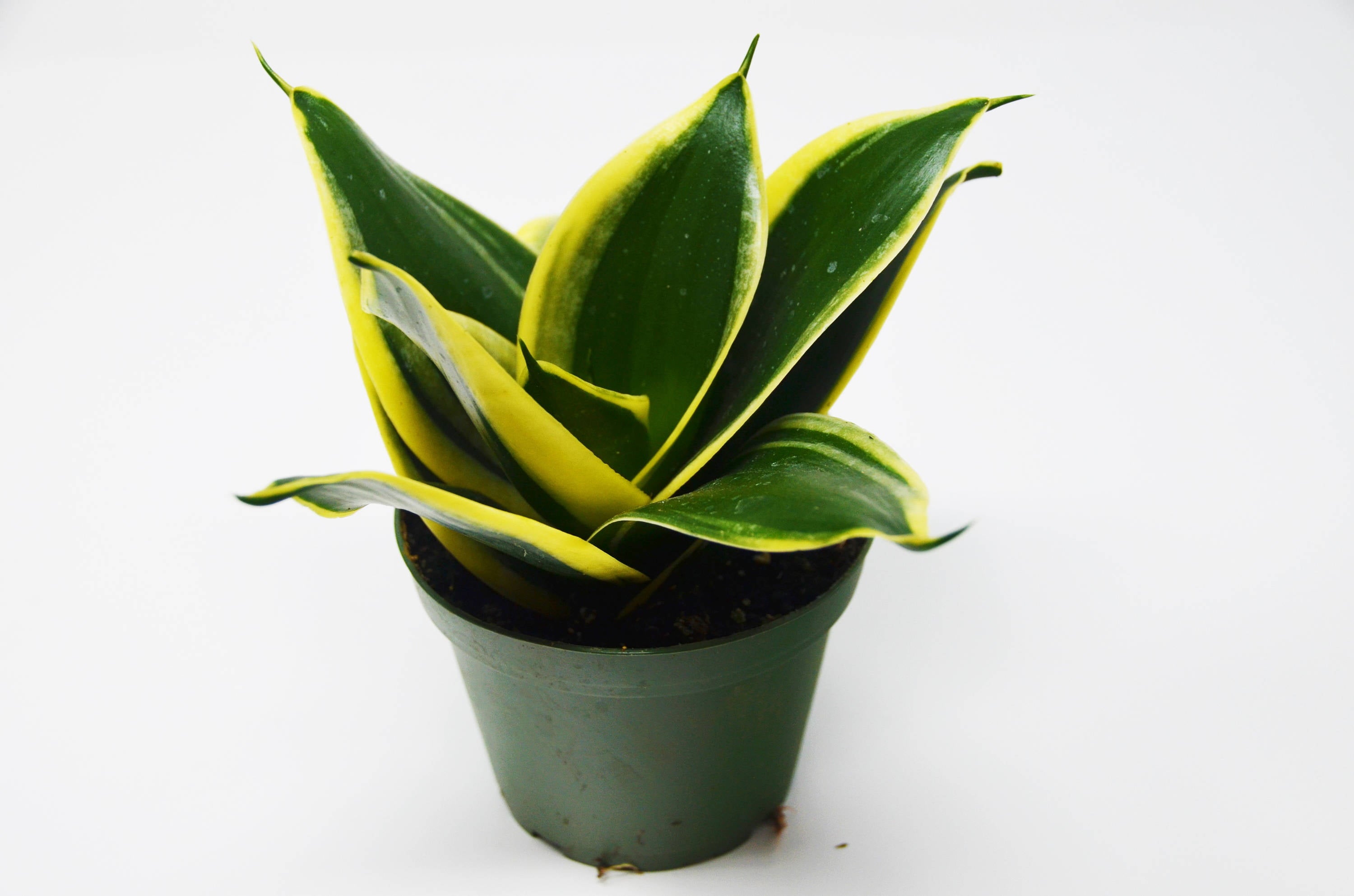 Snake Plant in Pot (Sansevieria) 'Black Gold' / 4