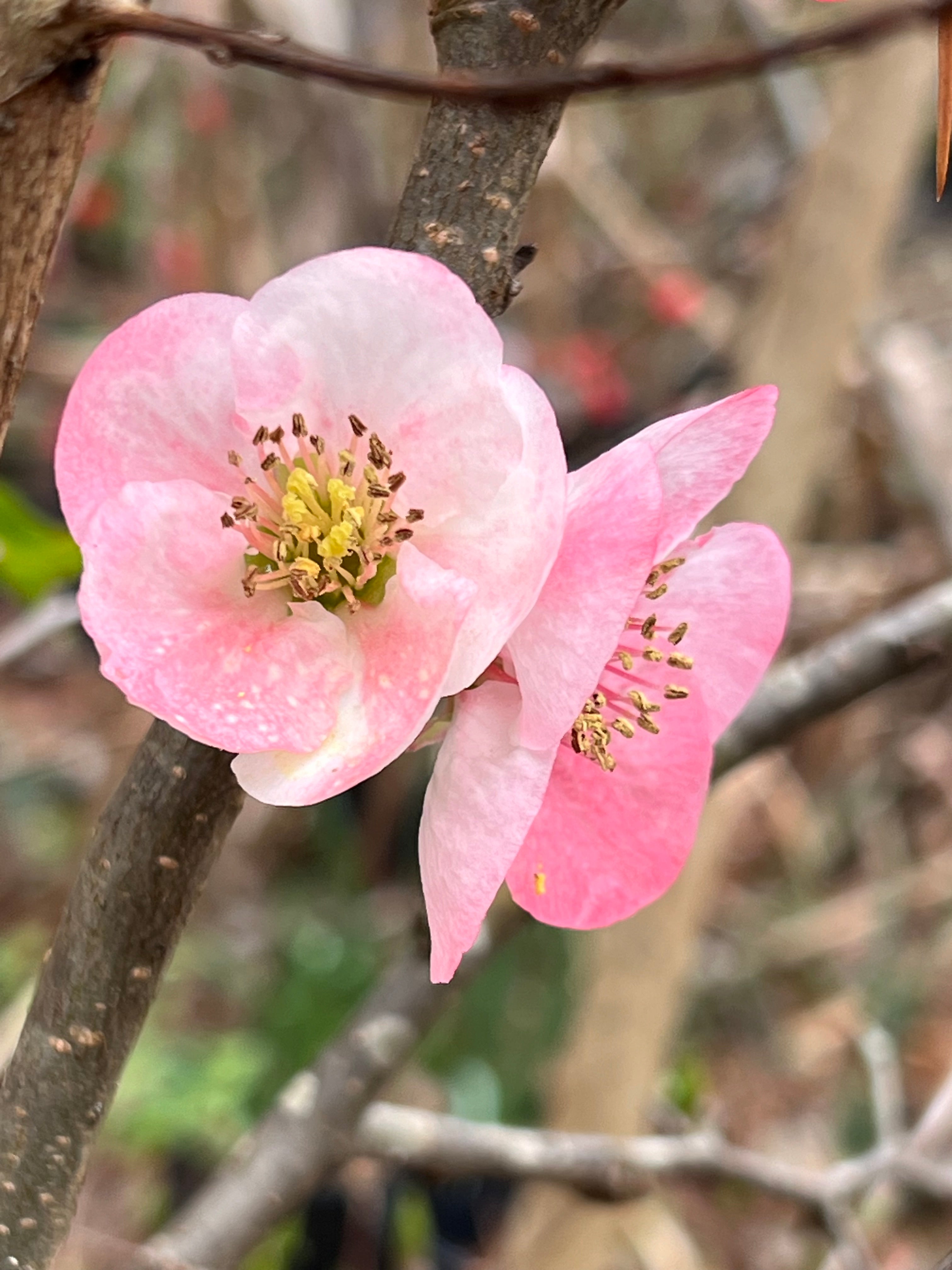 Toyo-Nishiki Flowering Quince