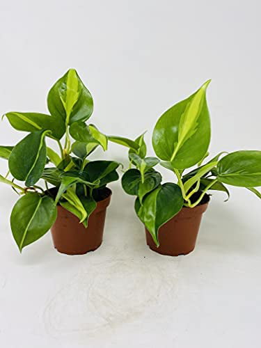 Brazil Leaf Philodendron (2 Pack) 4Inch Pots- Great House Plants