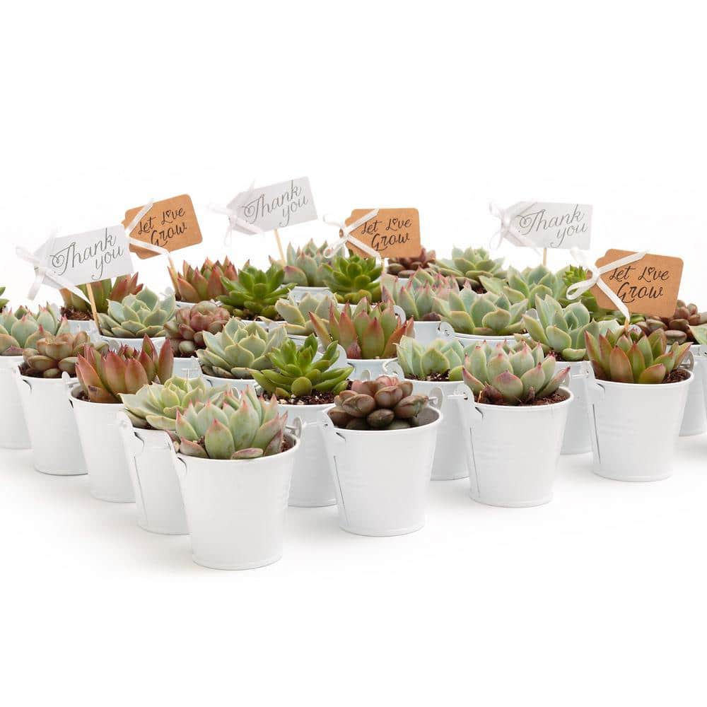 The Succulent Source 2 in. Wedding Event Rosette Succulents Plant with White Metal Pails and Thank You Tags (140-Pack) 2-R-W-TY-140