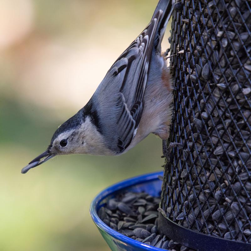 BIRD FEEDER BLK/BLU 8LB