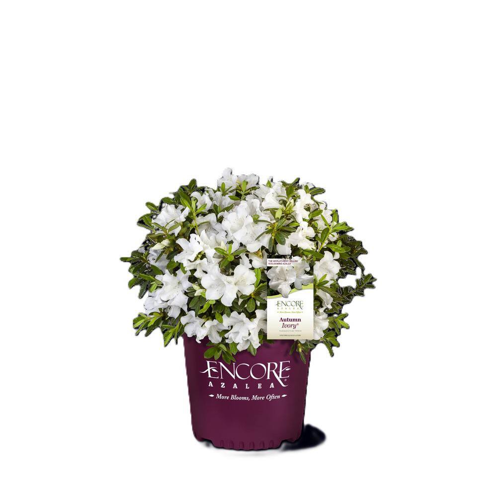 ENCORE AZALEA 1 Gal. Encore Autumn Ivory Azalea Shrub with Bright White Reblooming Flowers 10262