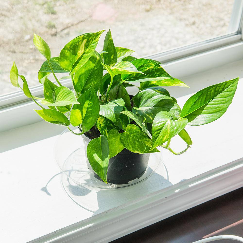 Perfect Plants Golden Pothos Devils Ivy Plant in 6 in. Grower's Pot (2-Pack) THD00403