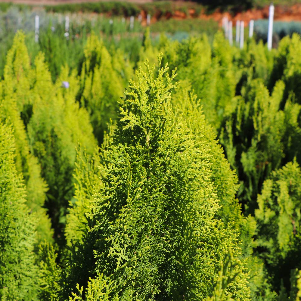 Berckman's Gold Arborvitae