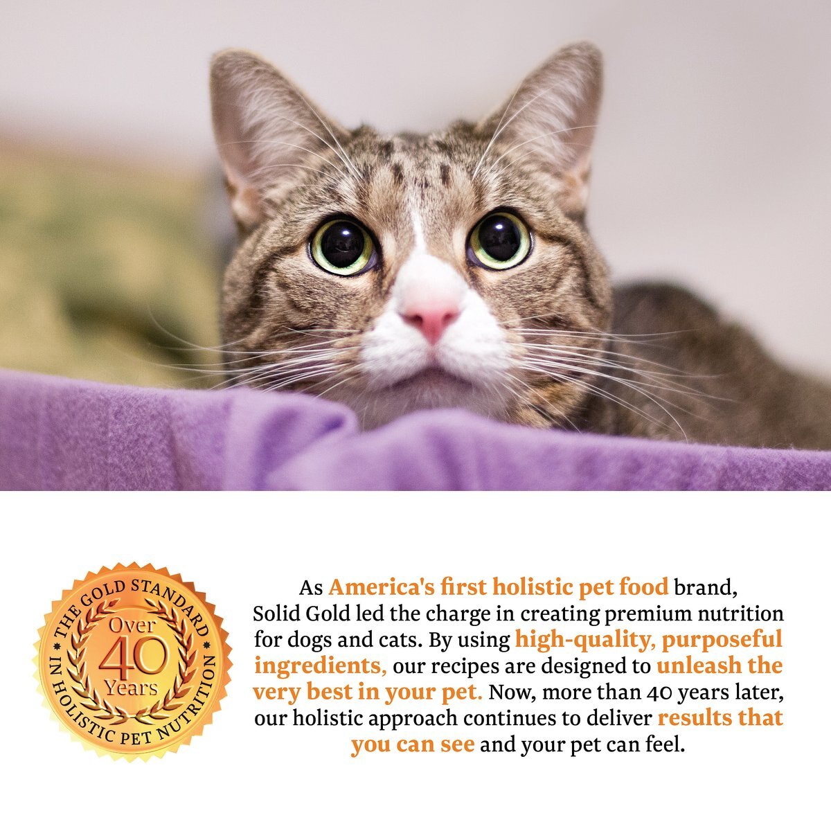 Solid Gold Touch of Heaven Chicken and Sweet Potato Recipe Kitten Grain-Free Dry Cat Food