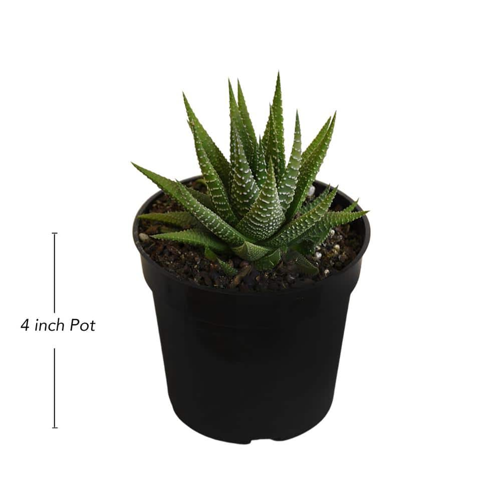 United Nursery Grower's Choice Haworthia Succulent (4-Pack) in 4 inch Grower Pot 79047