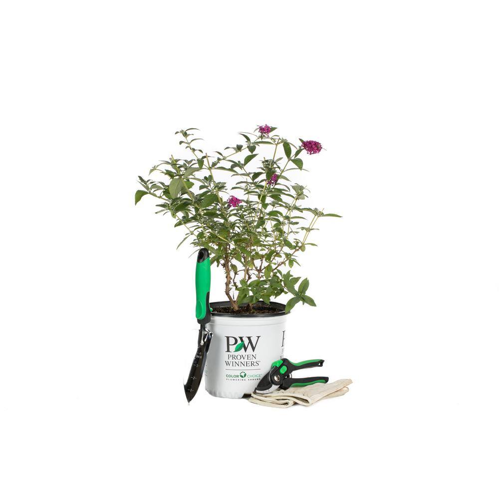 PROVEN WINNERS 1 Gal. Miss Molly Butterfly Bush (Buddleia) Live Shrub in Deep Pink Flowers BUDPRC1166101