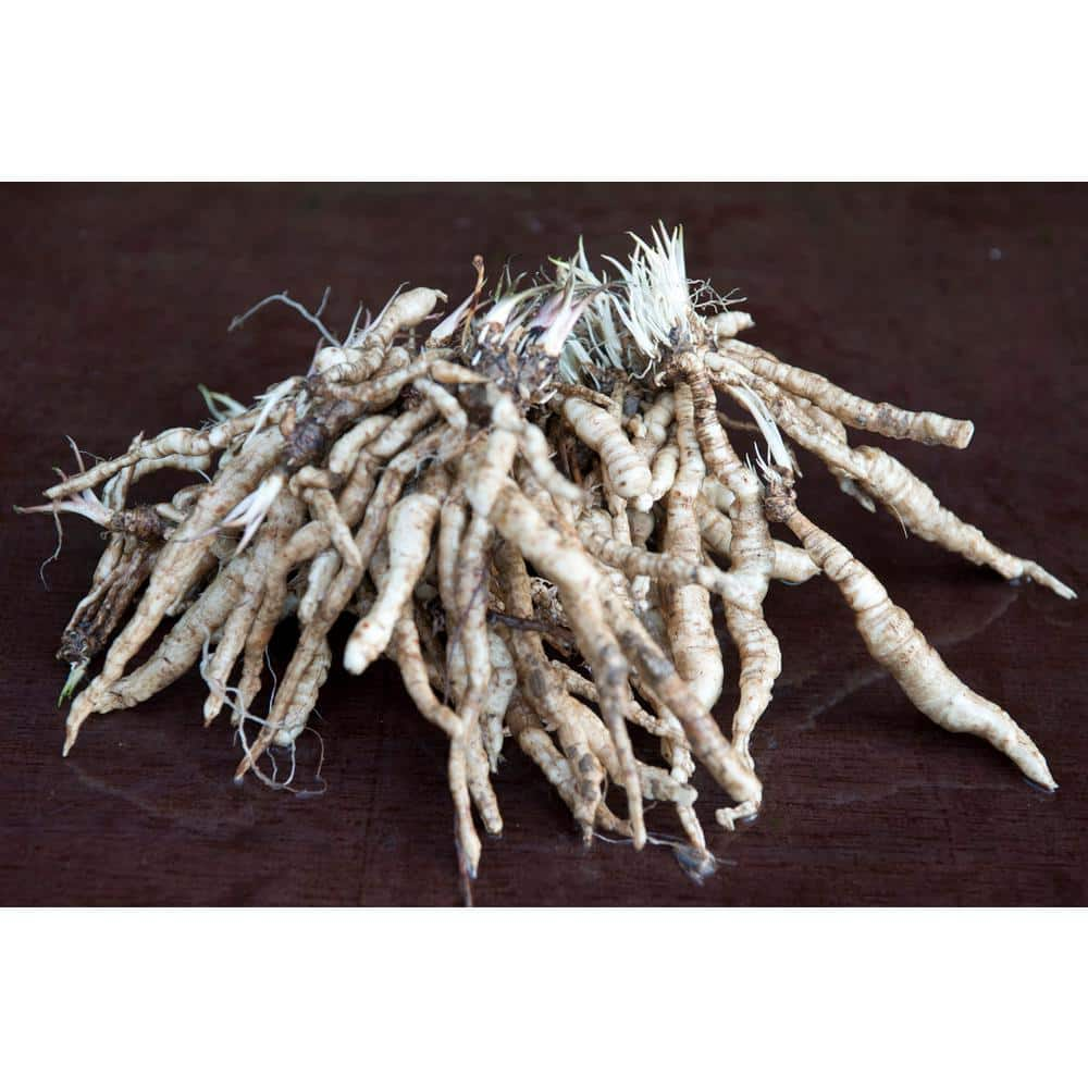 VAN ZYVERDEN White and Lavender Hosta Big Daddy Roots (3-Pack) 83782