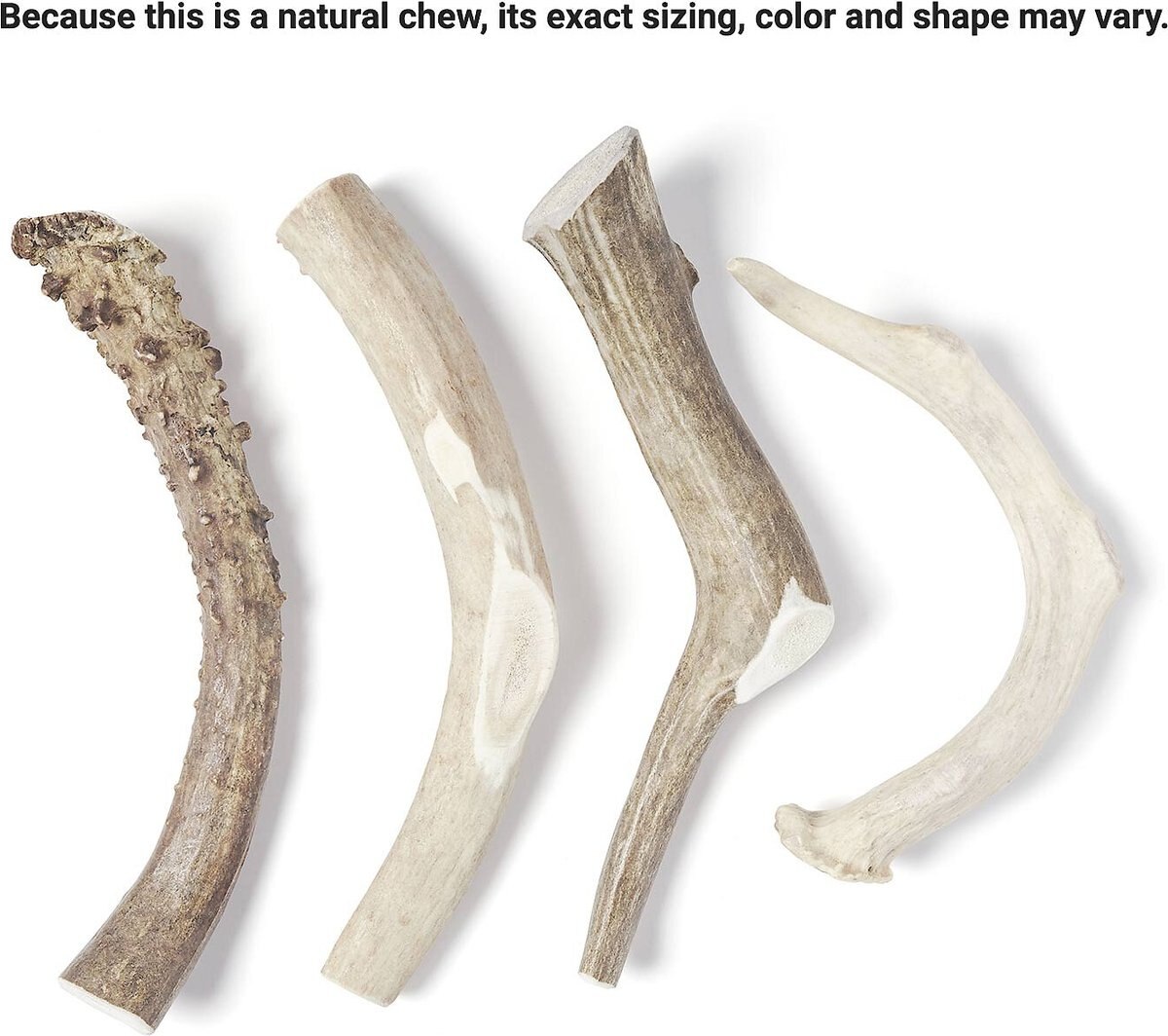 Bones and Chews Made in USA Deer Antler Dog Chew， 9.5 - 10.5-in， X-Large