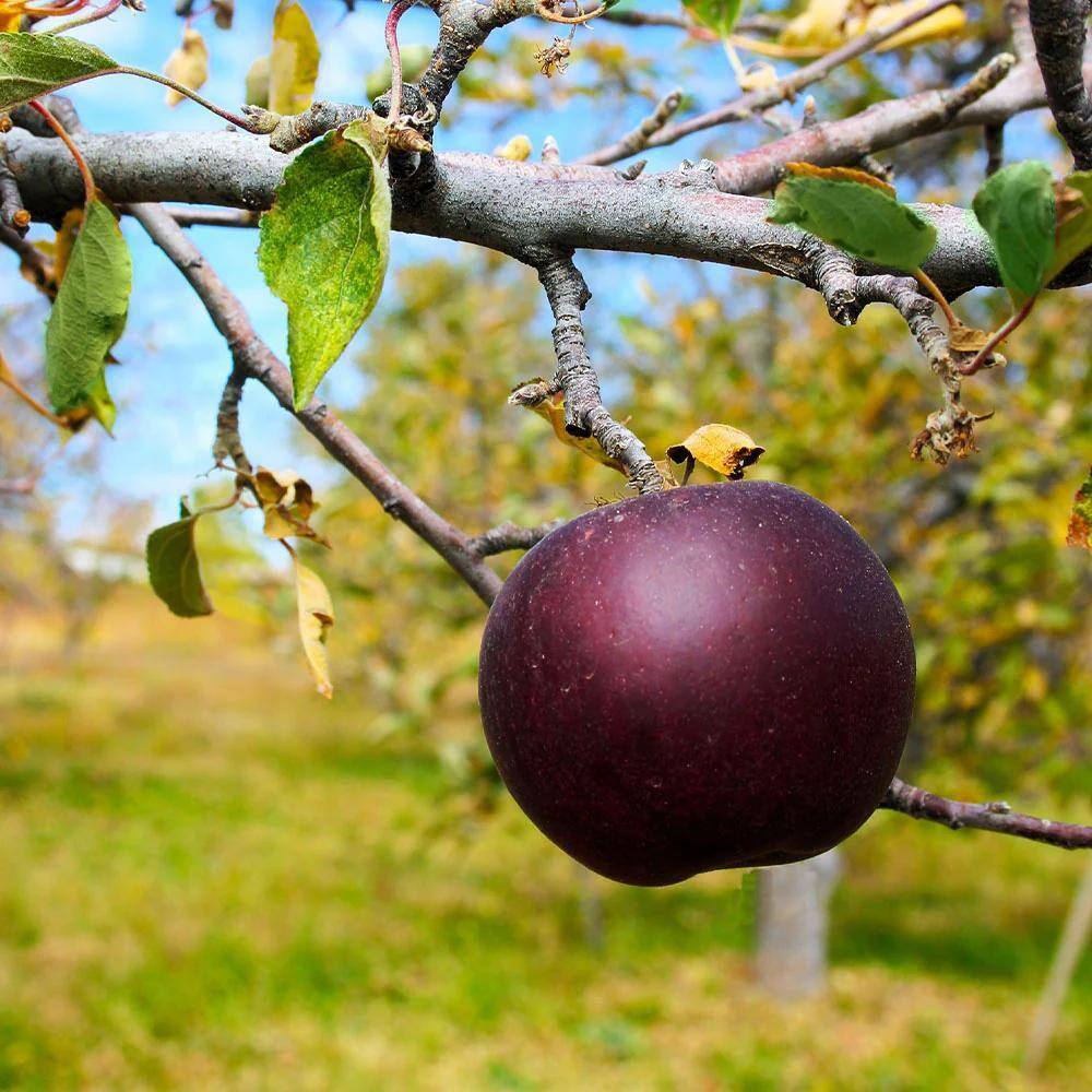 5 gal. Arkansas Black Apple Tree APPARK05G