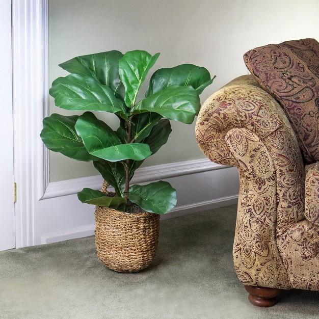 X 18 quot Artificial Fiddle Leaf Fig Plant In Basket Lcg Florals