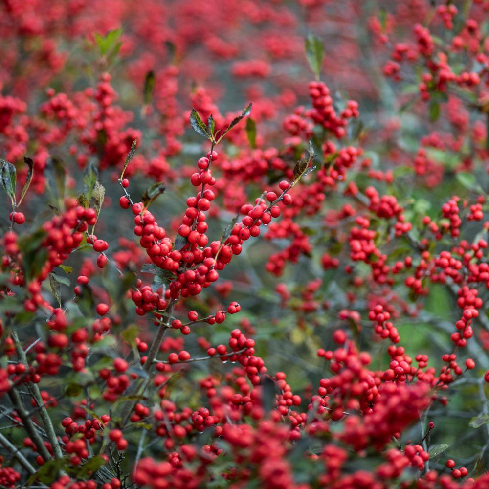 Spring Hill Nurseries 4 in. Pot Winter Red Winterberry (Ilex) White Flowers Give Way to Red Berries Live Deciduous Plant 67457