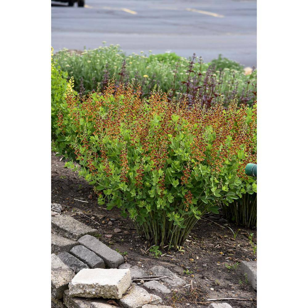 PROVEN WINNERS 3 Gal. Cherries Jubilee Baptisia Live Perennial Plant (1-Pack) BAPTI3CHJ1PK