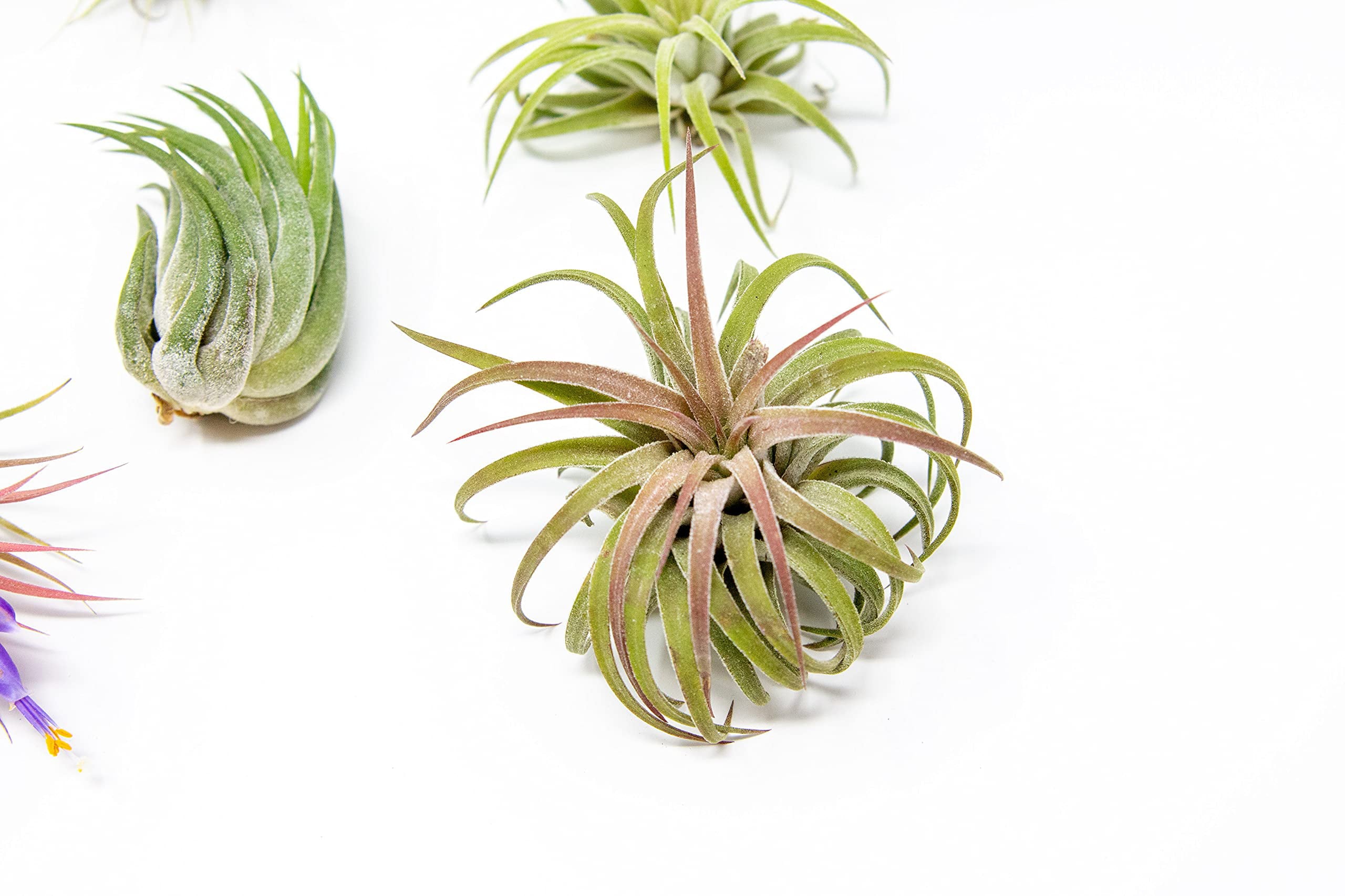 12 Pack Assorted Ionantha Air Plants - Wholesale - Bulk - Live Tillandsia - Easy Care House Plants - Succulents - 30 Day Guarantee