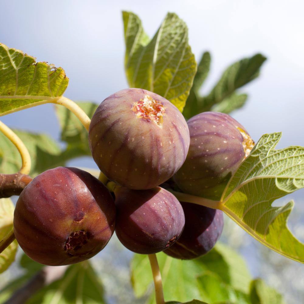 Alder  Oak 5 Gal. Celeste Deciduous Fig Tree FICC05