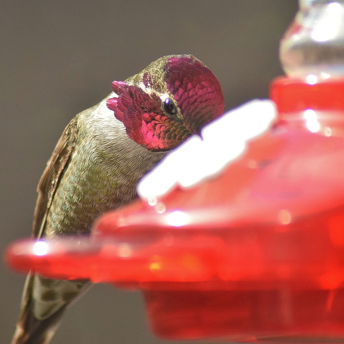 Nature Anywhere Window Hummingbird for Outdoors Bird Feeder