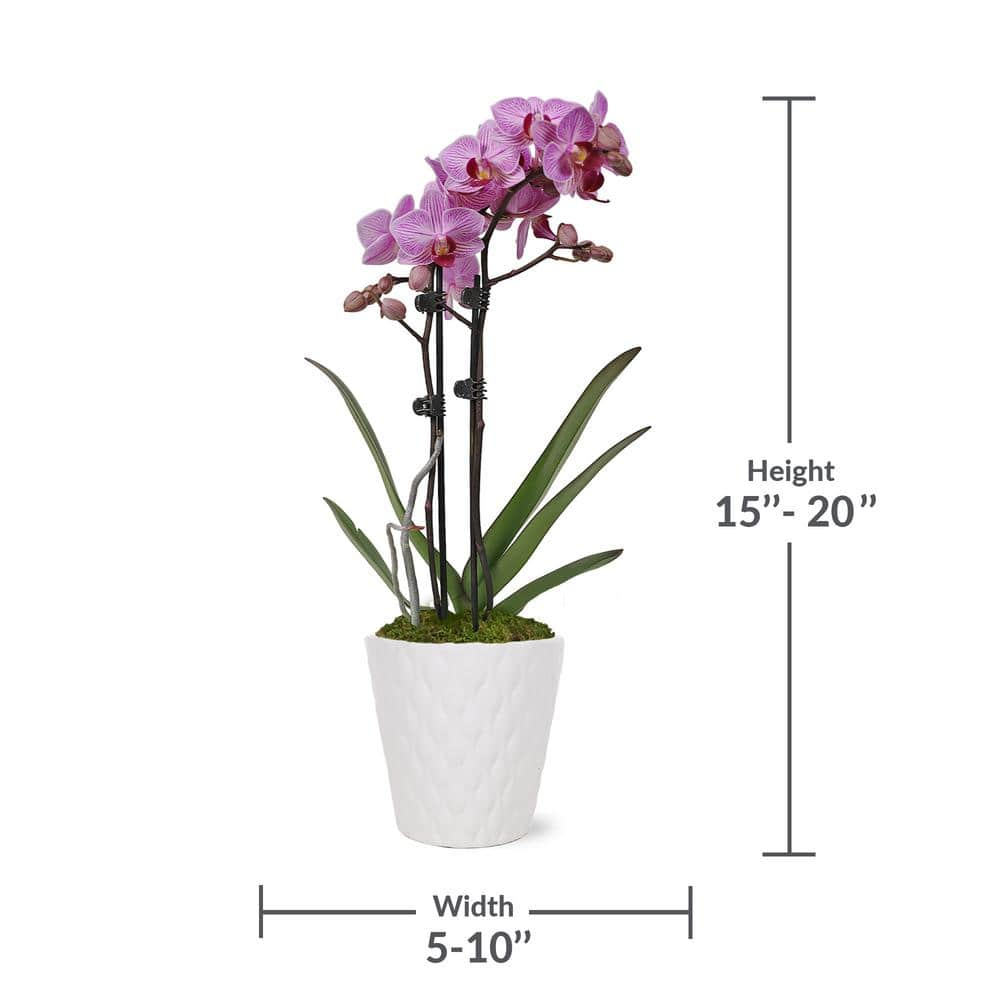 Just Add Ice Orchid (Phalaenopsis) Petite Pink Plant in 3 in. White Ceramic Pottery J5003