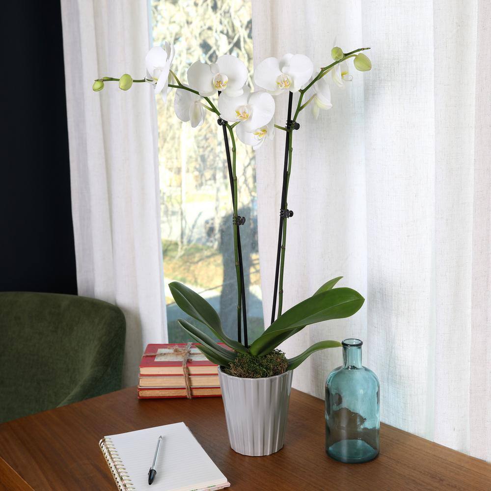 Just Add Ice Premium Orchid (Phalaenopsis) White with Yellow Throat Plant in 5 in. Grey Ceramic Pottery J5010