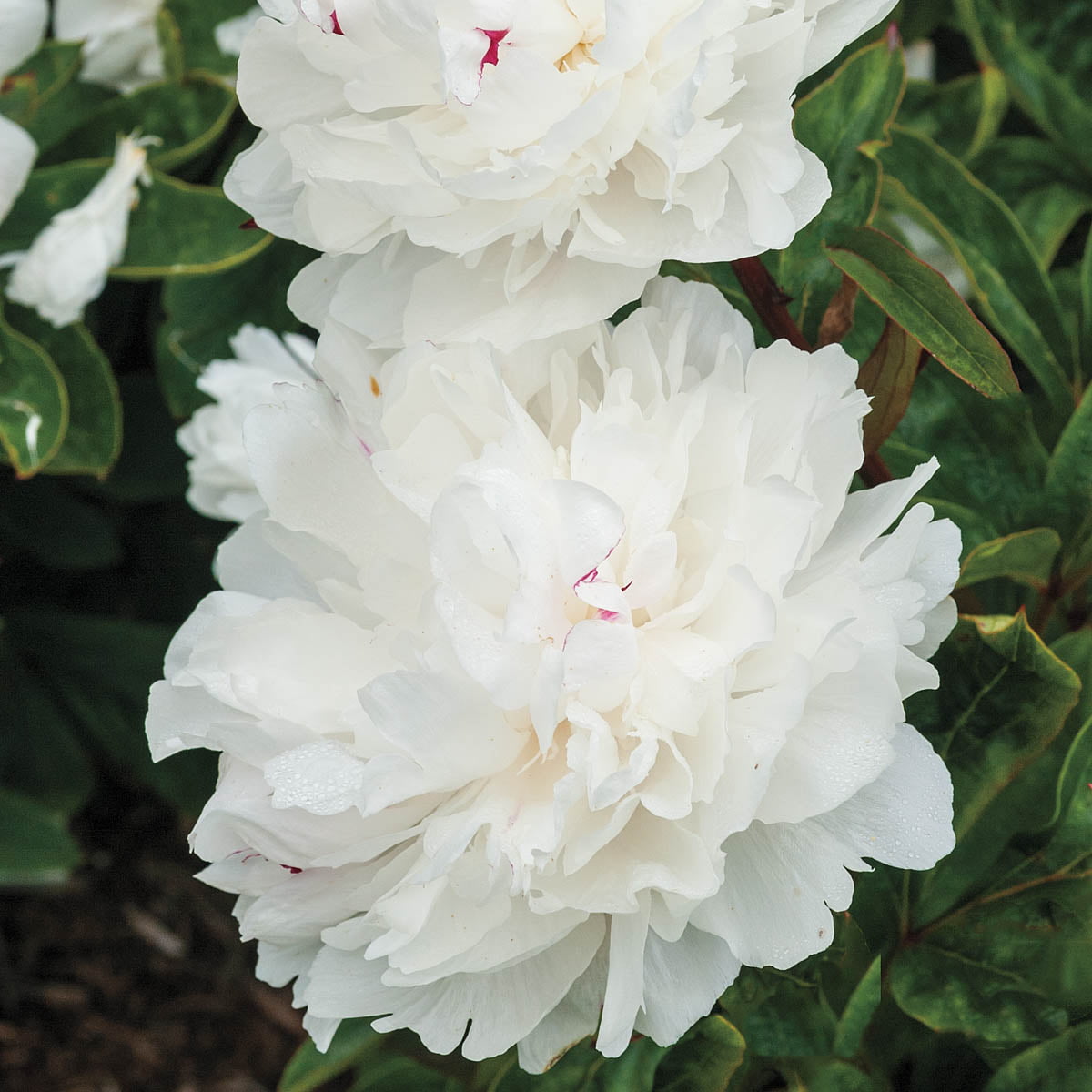 Festiva Maxima Peony Dormant Bare Root Starter Perennial Plant (1-Pack)