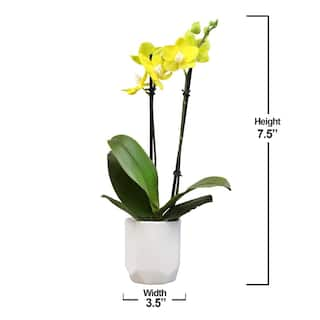 ALTMAN PLANTS 3.5 in. Yellow Orchid (Phalaenopsis) Live House Plant in White Ceramic Pot 0873009