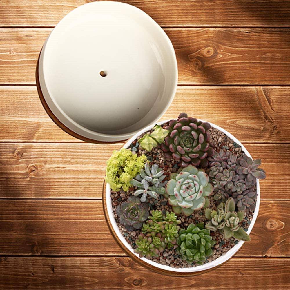 Succulent Planter 6 in. White Ceramic Planter with Bamboo Tray， Plants Not Included (Pack of 2) B07PJJJBNC