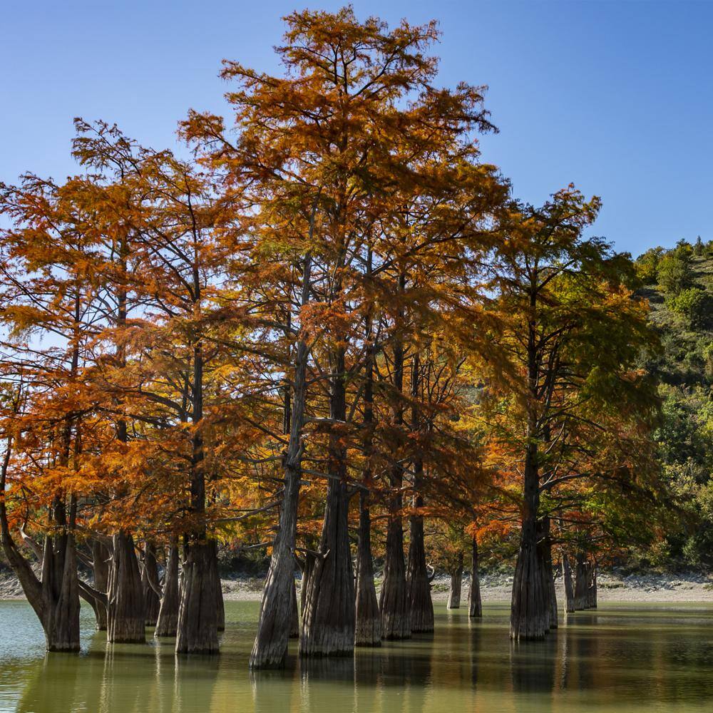 Bald Cypress Shade Tree CYPBAL05G