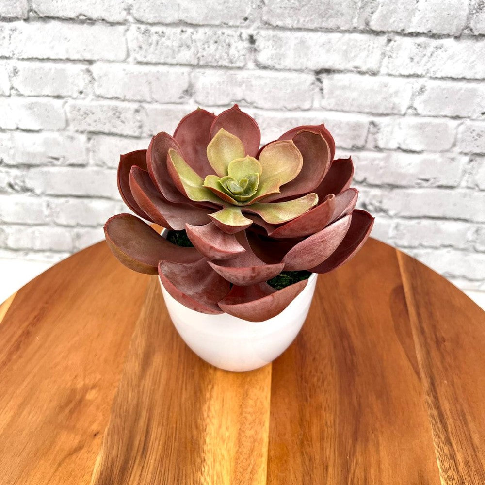 Stunning Artificial Crassulla Red Succulent