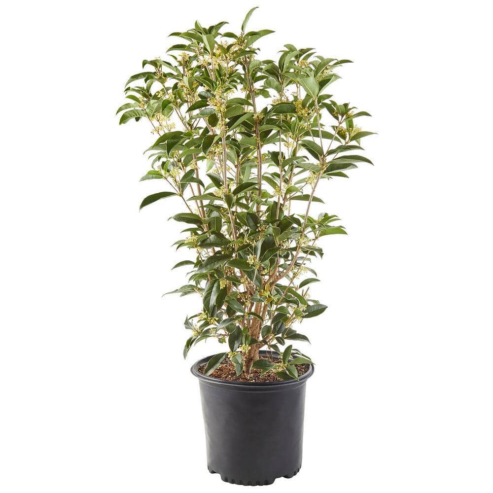 2.25 Gal. Osmanthus Tea Olive Shrub with White Fragrant Flowers 14446