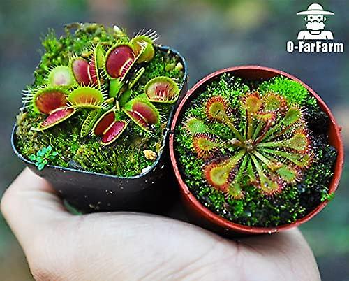 Carnivorous Plant Soil Mix 4qt， Sphagnum Peat Moss Perlite Mix 1:1 Ratio， Carnivorous Soil for Venus， Sundews， and Pitcher Plants（4qt）