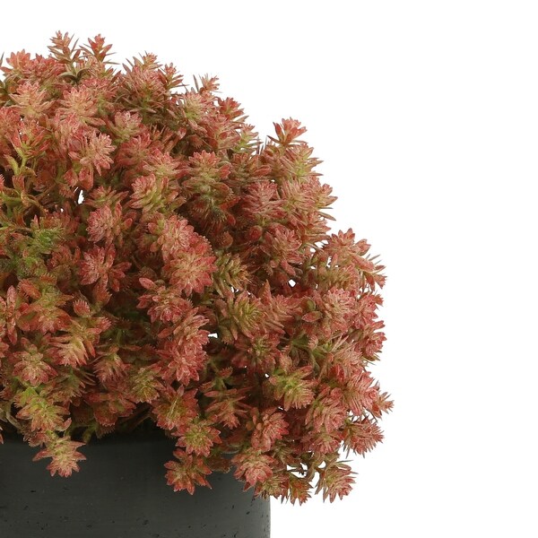 Sedum Arrangement in a Fiberstone Pot