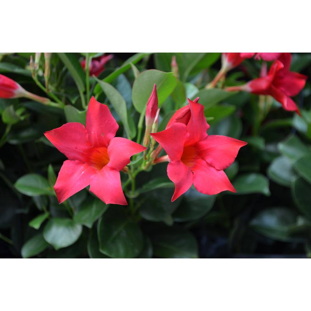 Rio 2 Qt. Dipladenia Flowering Annual Shrub with Red Blooms 1004124250