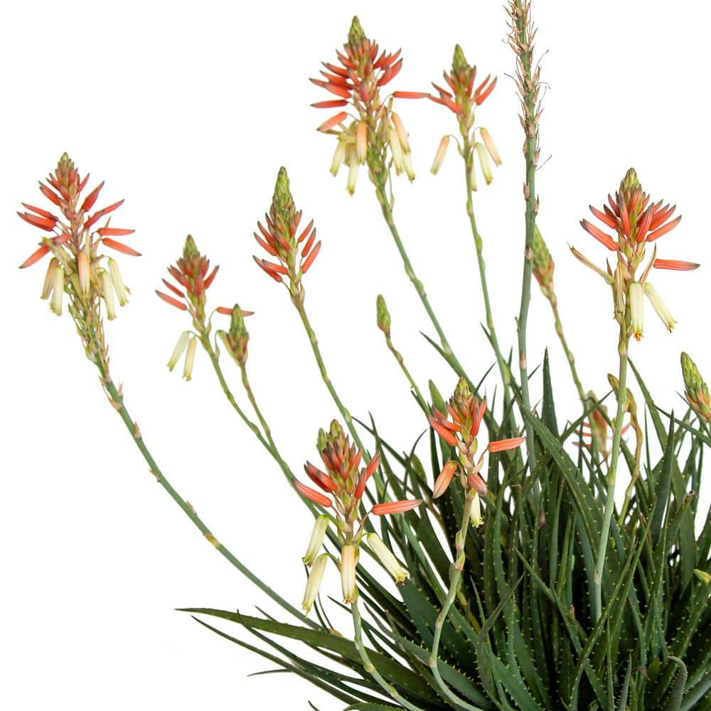 SOUTHERN LIVING 1.5 Gal. Flowering Safari Sunrise Aloe with Orange-Pink Flowers 03062TSL