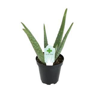 SMART PLANET 3.5 in. Aloe Vera Plant 0881032