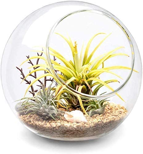 Plant Terrarium Display Glass Tabletop Succulent Air Plant Planter Globe Microlandschaft House