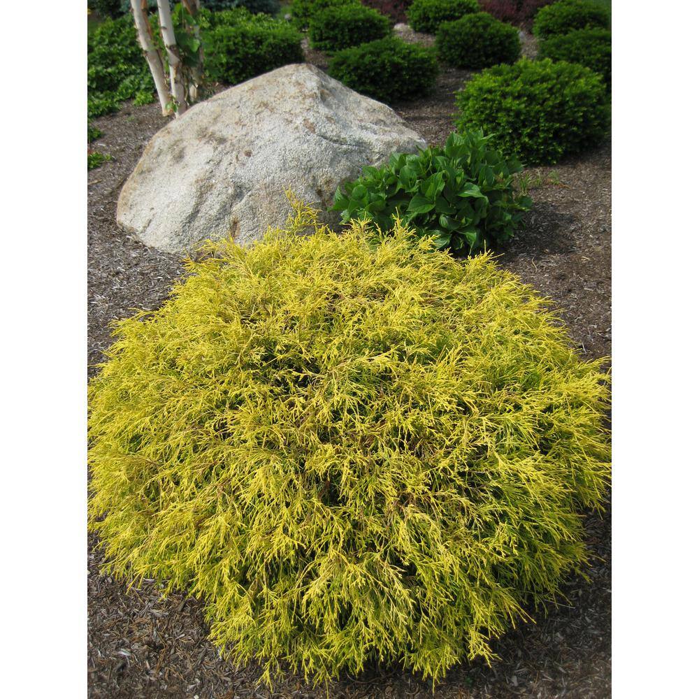 Online Orchards 1 Gal. Kings Gold Threadbranch Cypress Shrub Brings Rich Permanent Color to any Landscape EGTC001