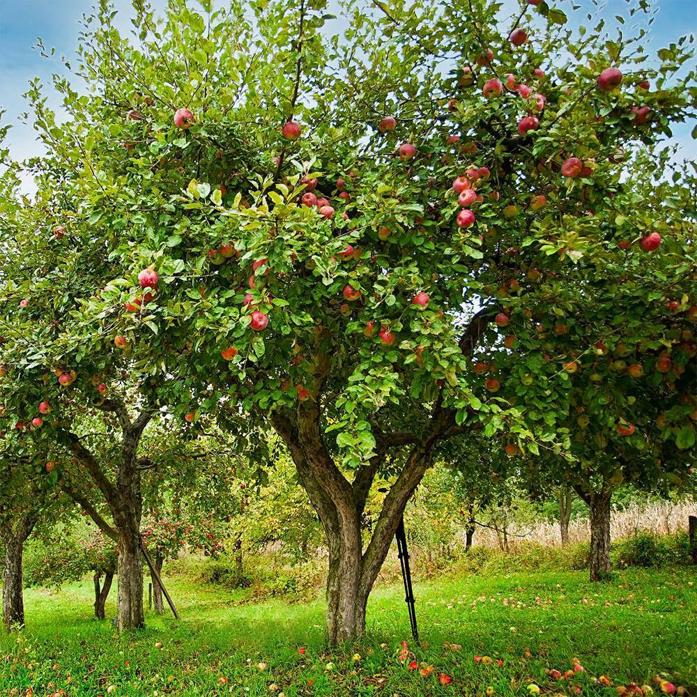 1 Gal. Suncrisp Apple Tree APPSUN01G