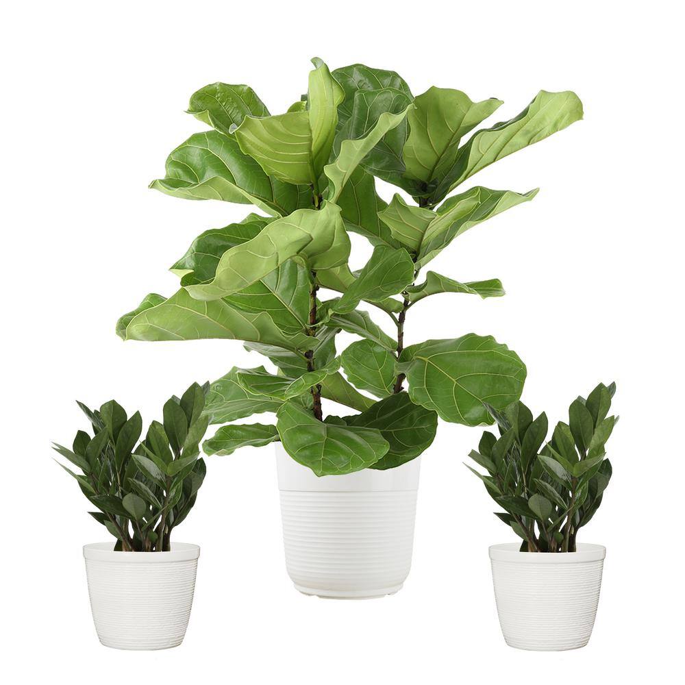 Vigoro 10 in. Lyrata Bush and (2) 6 in. ZZ Plant in White Decor Planter (3 Pack) ML-LZZ-S-VPW-03