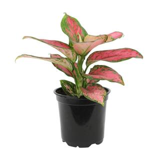 ALTMAN PLANTS 4.25 in. Pink Chinese Evergreen Aglaonema Beauty Live House Plant in Grower Pot 0873015