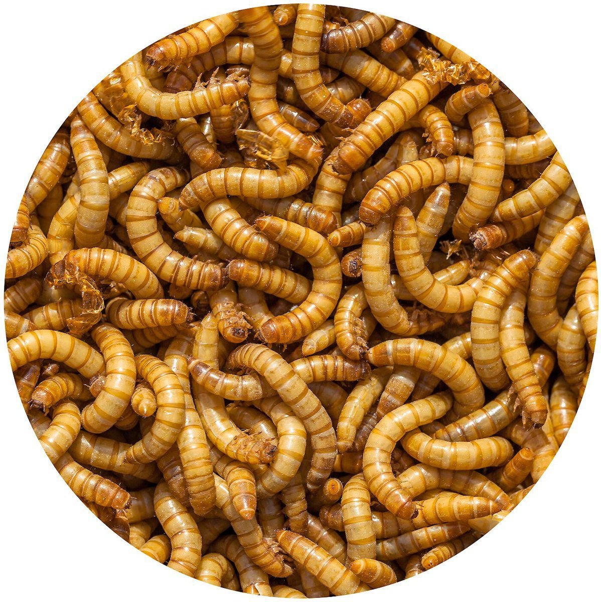 Exotic Nutrition Live Mealworms