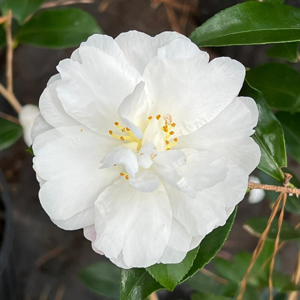 Camellia Autumn Rocket Plant-Stunning White Blooms