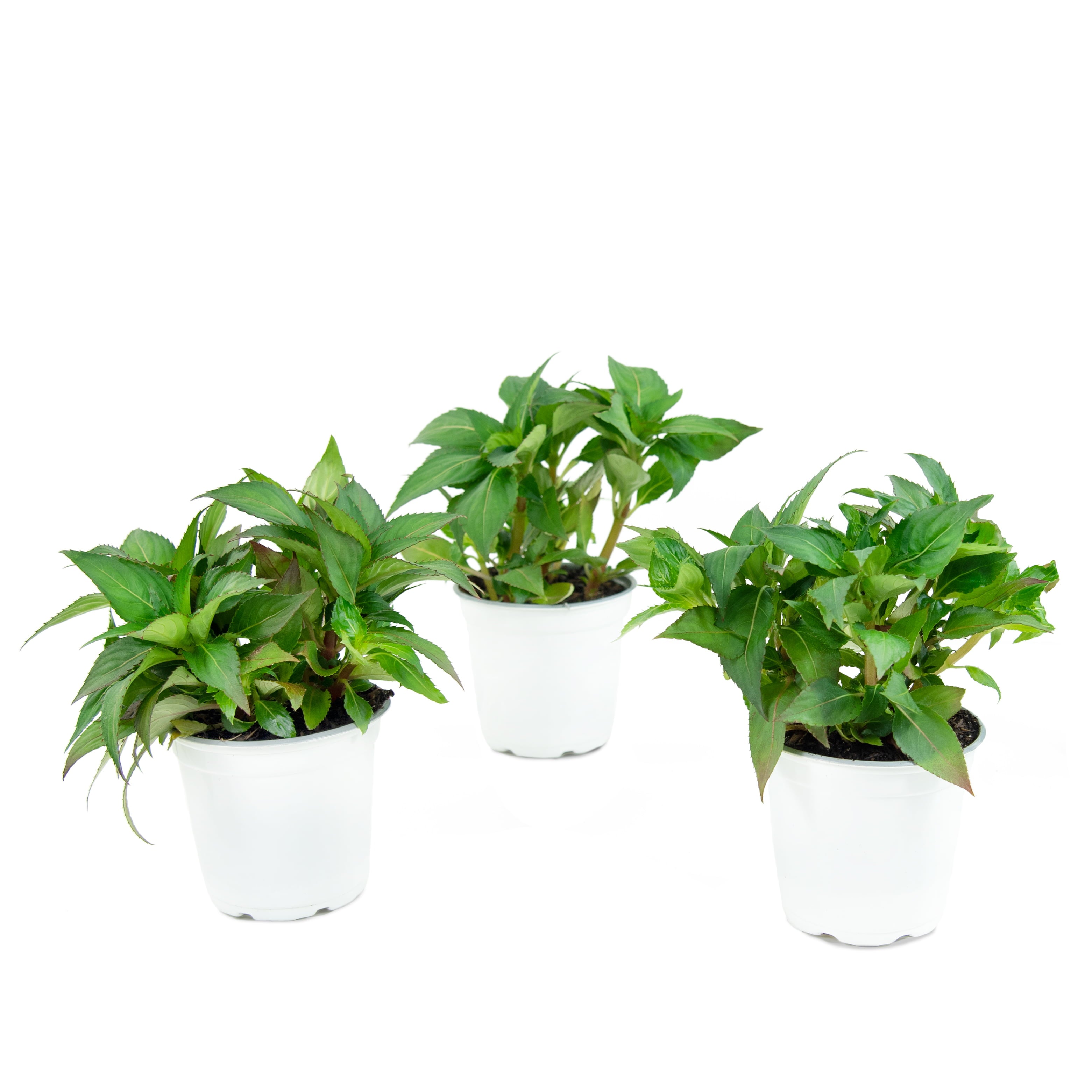 Impatiens， SunStanding® Flame Orange Impatiens - 3 piece