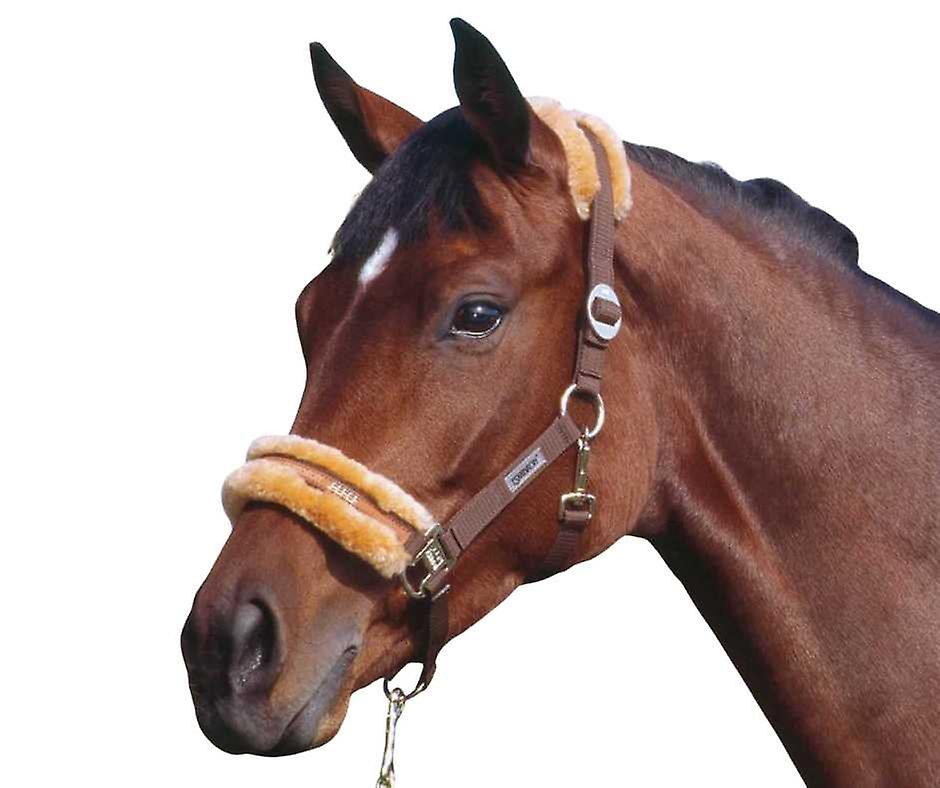 Classic Sports Headcollar