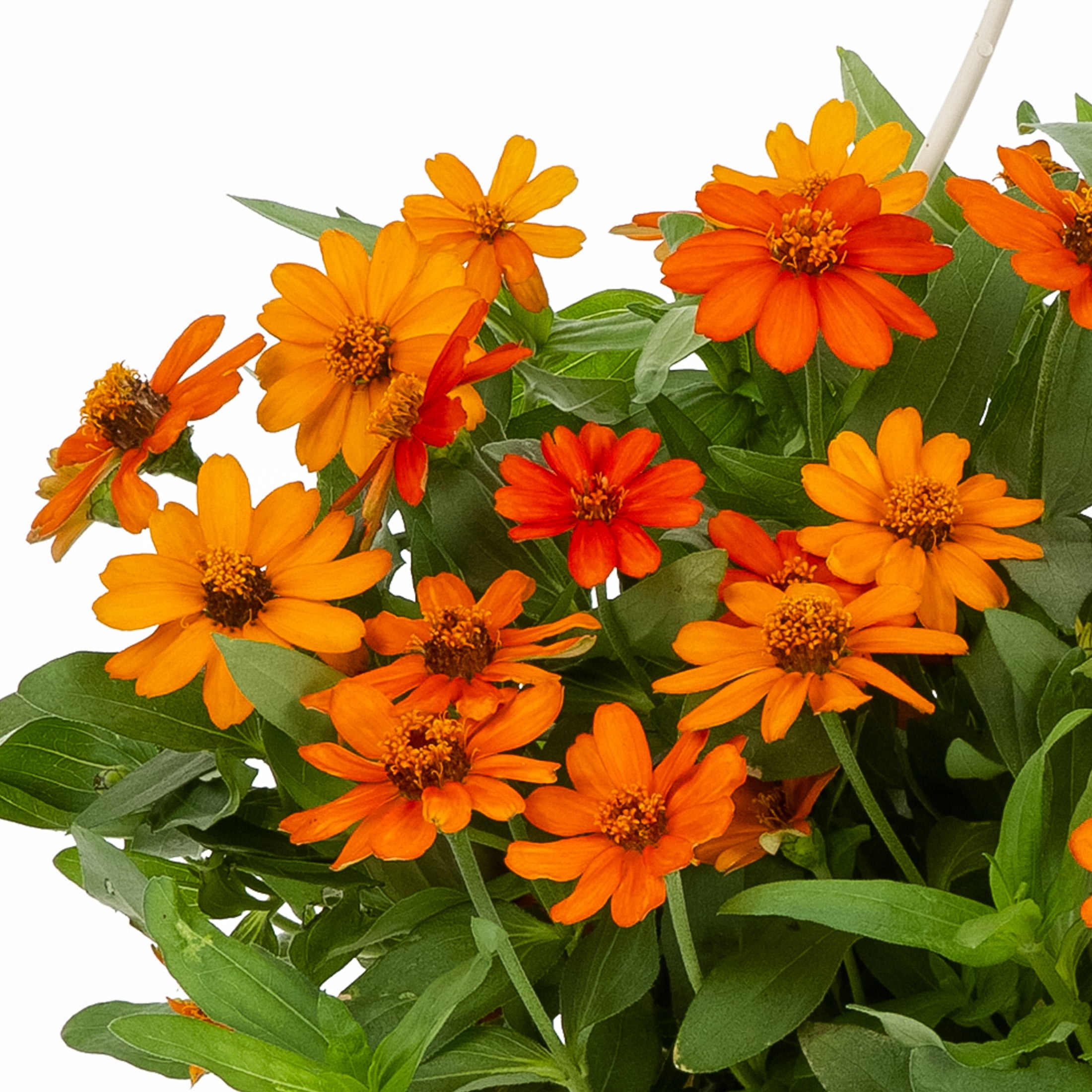 Expert Gardener 1.5G Orange Zinnia Annual Live Plant (1 Pack) with Hanging Basket