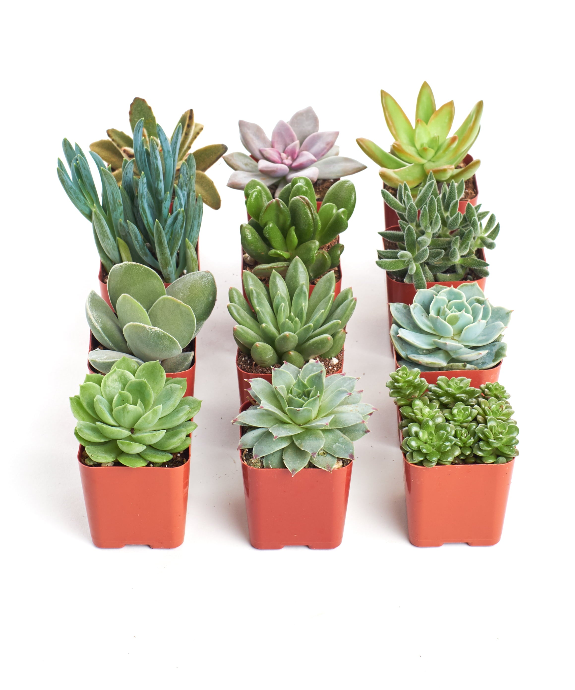 2 Inch Unique Succulent Collection (12 Pack)