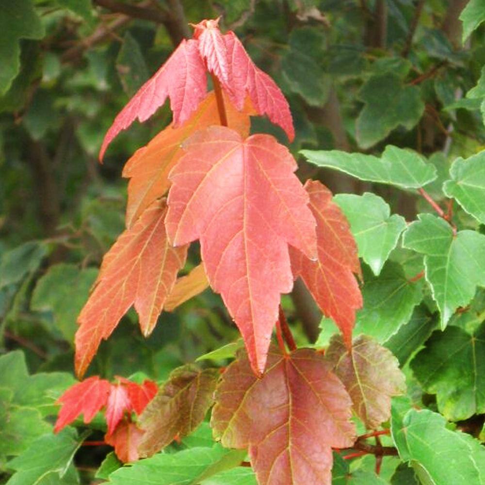 1 Gal. Summer Red Deciduous Maple Tree MAPSUM01G