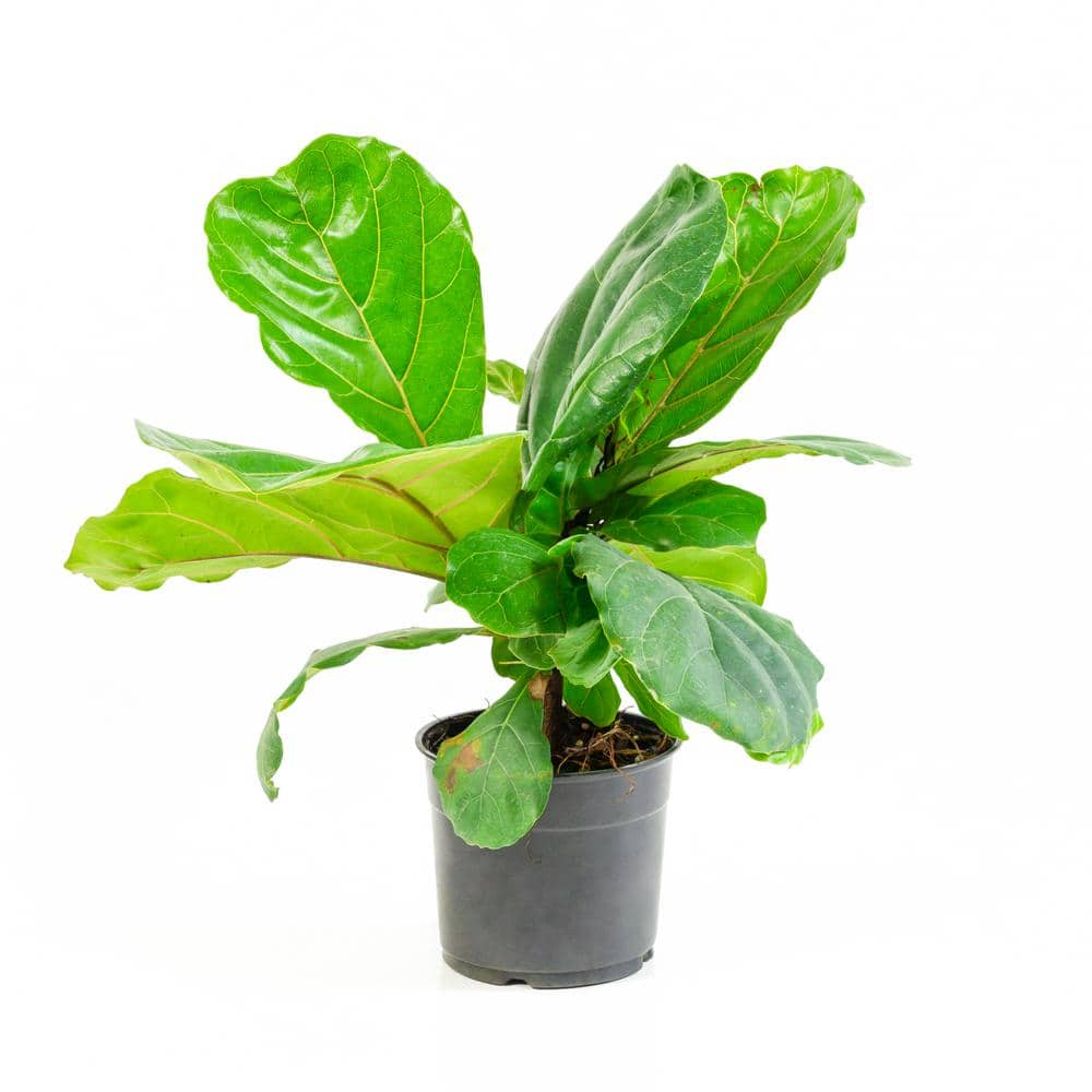 national PLANT NETWORK 5.5 in. Fiddle Leaf Fig Plant in Pot HD1006