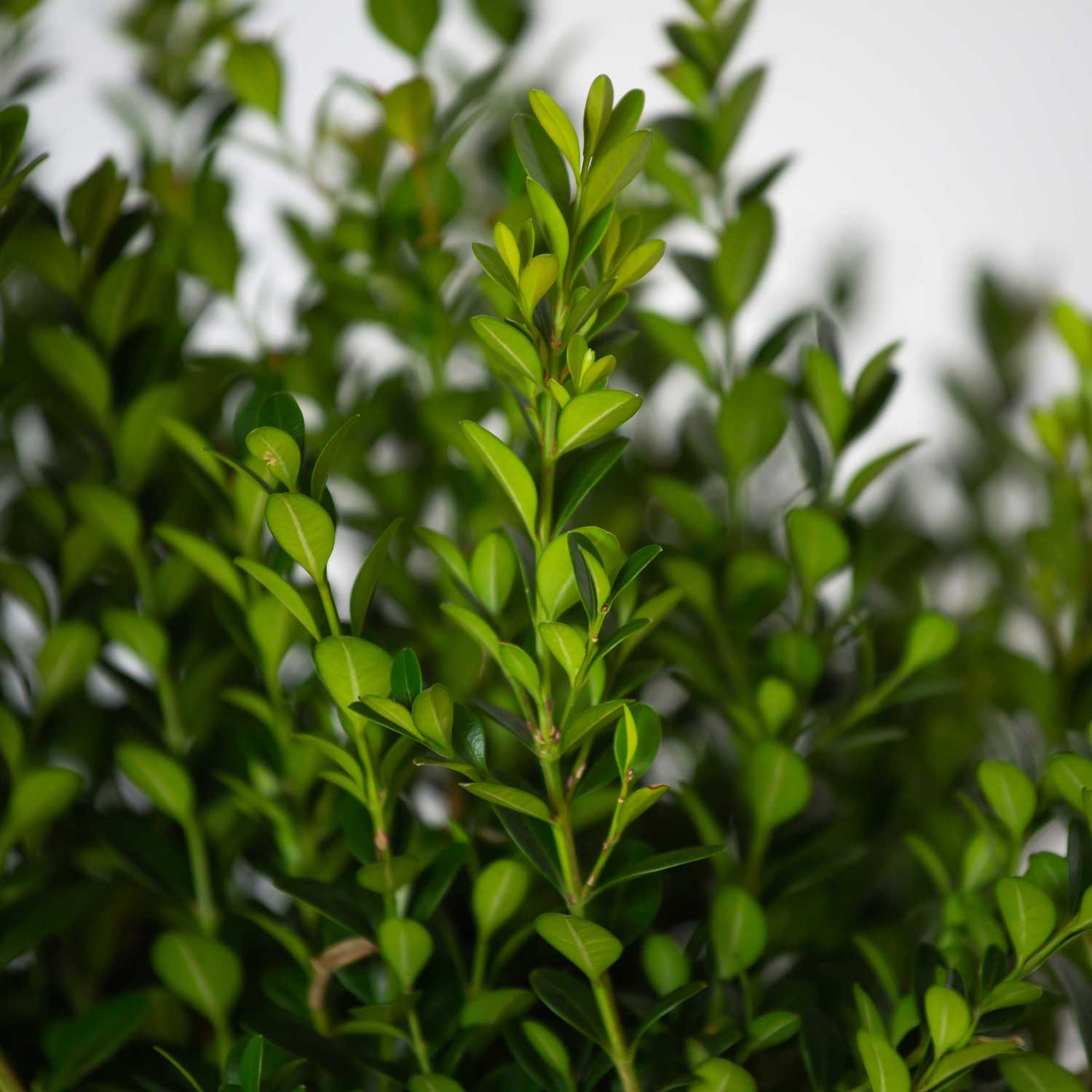 Baby Gem Boxwood (2.5 Quart) A Compact Boxwood With Tiny， Dense Green Foliage That Retains Its Color All Year from the Southern Living Plant Collection