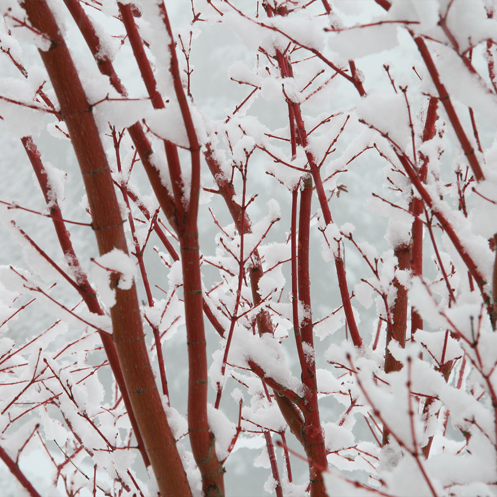 Coral Bark Japanese Maple Tree