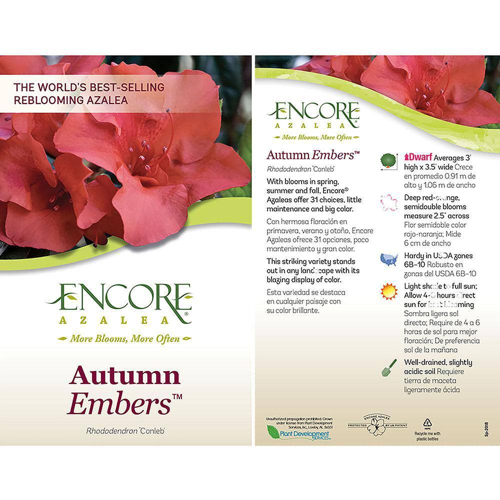 ENCORE AZALEA 1 Gal. Autumn Embers Shrub with Red Flowers 10350