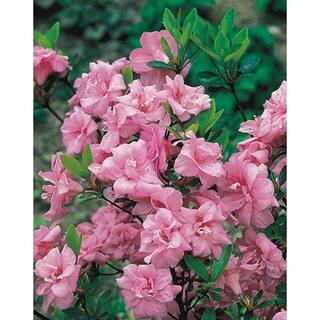 BELL NURSERY 1 Gal. RoseBud Azalea Live Flowering Evergreen Shrub Rosy Pink Double Flowers AZLEA1RBD1PK